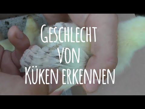 , title : 'Geschlecht von Küken erkennen - Anleitung'