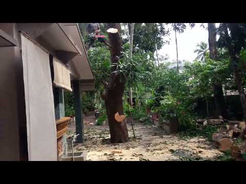 Rejuvenation Therapy / Rejuvenation Technology in Jackfruit Trees in Malappuram Kerala India
