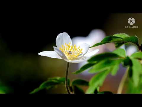 # Detail of flower & parts of flower # pragya learning tube #💯💥🌻🌼🌹🏵