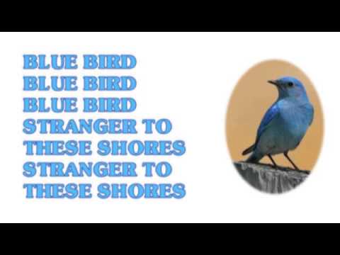 Blue Bird