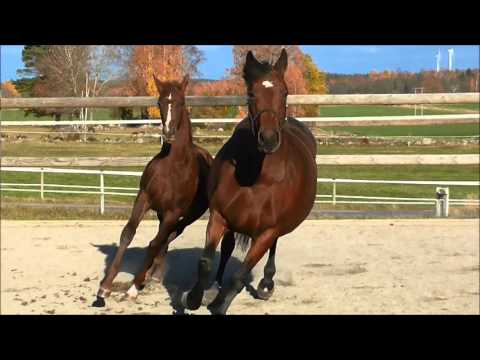 Samoa -15 Vilancio - Saigon