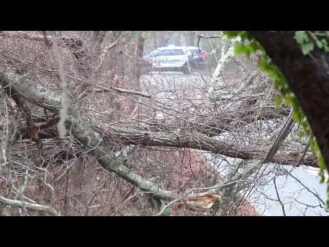 12-14-2019 Harwich, MA - Cape Cod - High Wind Advisory - Large Tree & Wires Down