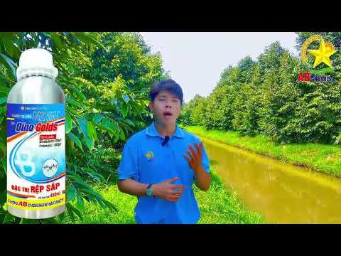 🔥🔥 AB DINO GOLDS - ĐẶC TRỊ RỆP SÁP TRÊN CÂY SẦU RIÊNG