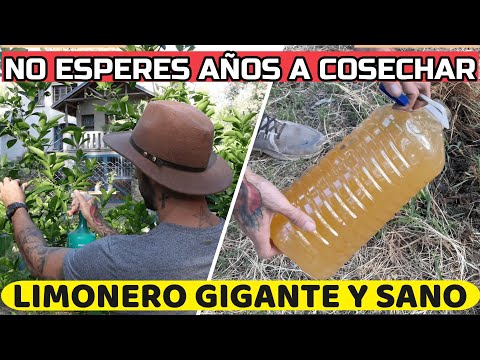 Lemon Tree Care at Home! 🍋 How to Make It Grow Fast and Pest-Free