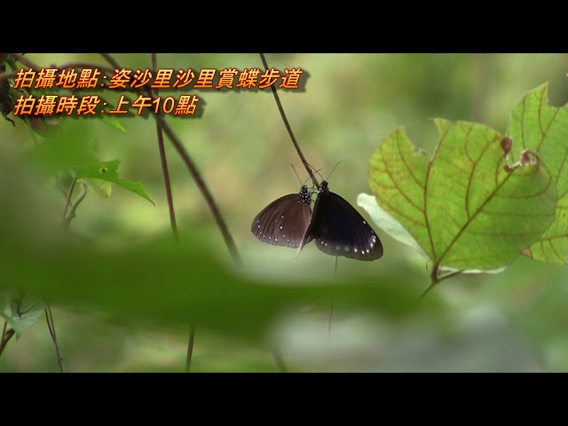 Film for Purple Butterfly2018-1-08
