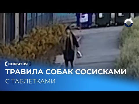 Собак отравили в ЖК Екатеринбурга: нашли сосиски с таблетками