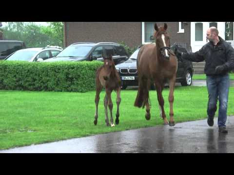 03 Hengstfohlen von Fürstenball - Dancier