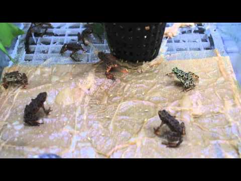 Panama Amphibian Rescue and Conservation Project's New Rescue Lab