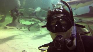 preview picture of video 'Stuart Cove's Shark Diving Trip,The Bahamas'