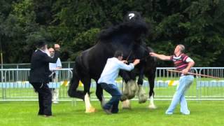 preview picture of video 'Stallion Fight: Two Irish Shires'