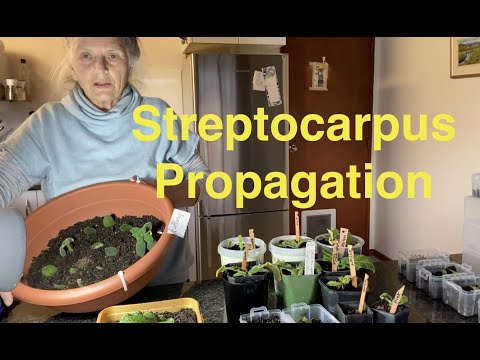 Streptocarpus Propagation