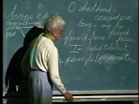 Integrative Biology 131 - Lecture 09: Muscular System - YouTube