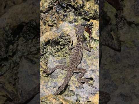 Lizzard #siargao #philippines @BCL.COSMIN