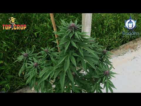 Buddha Purple Kush no autofloreciente seguimiento Buddha Seeds