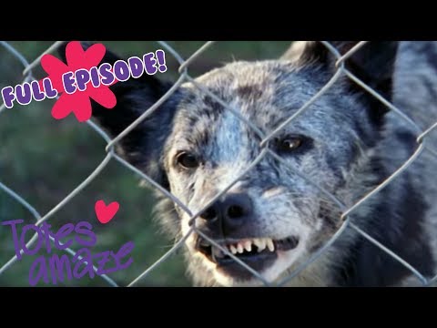 Look-alikes And Double Trouble | Snobs S1 EP9 | Teen Drama Full Episodes 😱💖