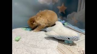 ハーフ犬の動画01