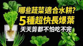哪些蔬菜適合水耕？這5種超快長爆葉，天天剪都不怕吃不完
