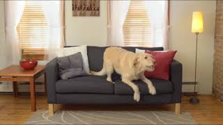 😍 Best Dog Dental Chews - Top 5 Dog Dental Chew Buying Guid