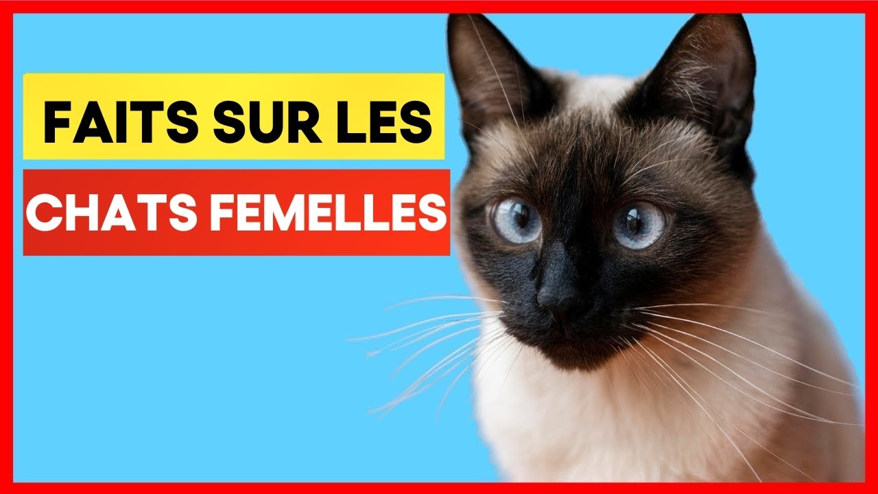 14 Faits Surprenants sur les Chats Femelles que vous devez connaître