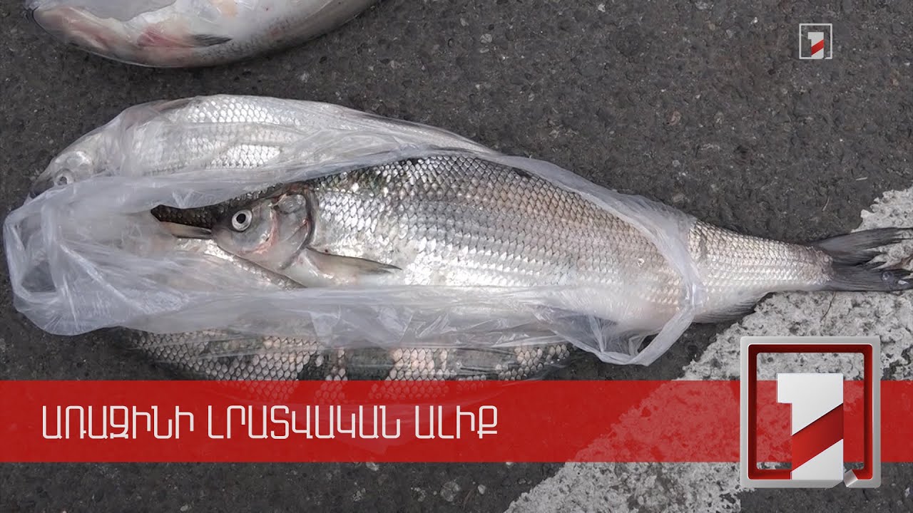 Սևանում սիգի ձվադրման ժամանակաշրջանն ավարտվել է, սակայն որսը դեռ թույլատրված չէ