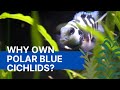 Why Own Polar Blue Parrot Cichlids