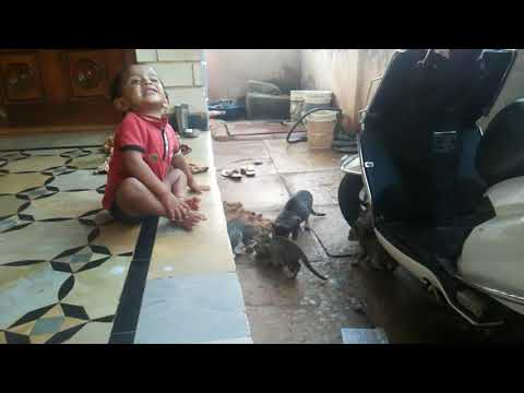 KANISHKA PLAYING WITH CATS