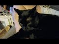 Song About A Black Cat Named Lilly Original Song