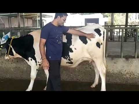 ABS Everest Heifer - Testimonial by Arvind Dairy Farm Karna