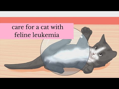 How to care for a cat with feline leukemia