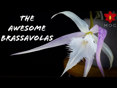 About Brassavola Orchids - Collection & Care Tips