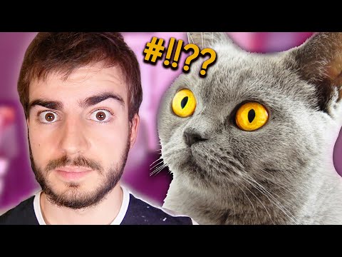 La música para gatos existe. Y es muy rara.