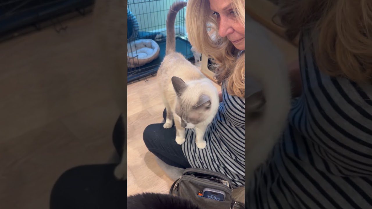 Enlarge Bambi, a Adoptable mixed breed in Gardena, CA video 3/3