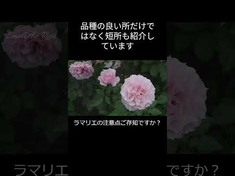 目的や条件に合わせて、屋外用のつる性の花はどれを選べばいいのでしょうか？  庭園