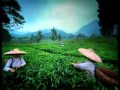 TEA WALINI