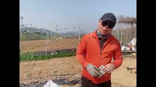 궁채나물 장아찌 밥도둑이지요 지금 파종합니다