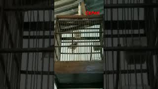 Download lagu HATI HATI DENGAN SUARA CIGUN SEPERTI INI. BISA BIKIN CIBLEK ANDA NGAMUK. mp3 Download lagu HATI HATI DENGAN SUARA CIGUN SEPERTI INI. BISA BIKIN CIBLEK ANDA NGAMUK. mp3