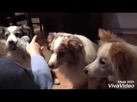 Spielzeug Tausch mit 3 Hunden