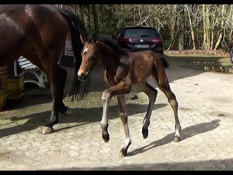 SOLD !!! ***** Zauberlehrling PS Hengstfohlen