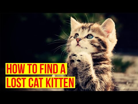 How To Find A Lost Cat/Kitten/ All Cats