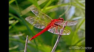 Download lagu 红蜻蜓 hong qing ting ---许明明 mp3