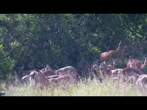 Djuma: Impalas, Waterbuck female and Hippo - 08:24 - 02/16/2022