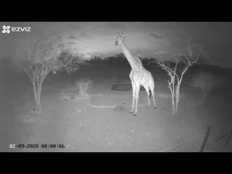 Giraffe in the night