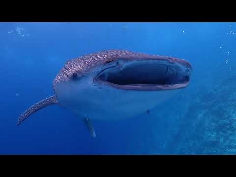 Videos del Boutique Beach Diving 4★ en Dhigurah, MaldivasVer MásVerPrecios8CerrarConsulta por Whatsapp 🇦🇷BookingTripadvisorExpediaAgodaSkyscannerKayakHotelesTurismocity