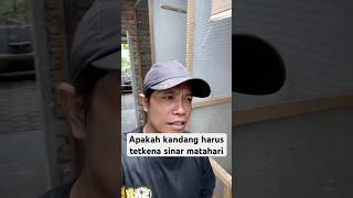 Download lagu Kandang ternak murai batu apa harus ada sinar matahari #ternakmuraibatu mp3