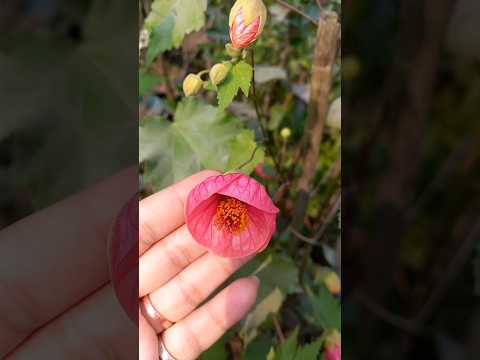 #flowers #shortvideo #trending