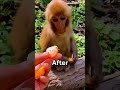 Traditional Technology: Monkeys Become Coconut Pickers #viralshort  #fypshorts #viralvideo #fypviral