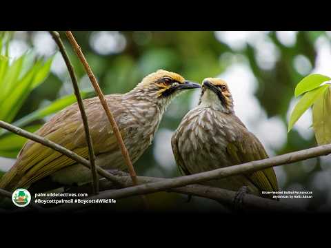 Bulbul korunkatý (Pycnonotus zeylanicus) — správanie, biotop a hlas