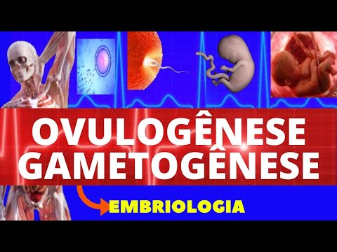 OVULOGÊNESE (GAMETOGÊNESE) - REPRODUÇÃO HUMANA - GAMETA FEMININO- EMBRIOLOGIA