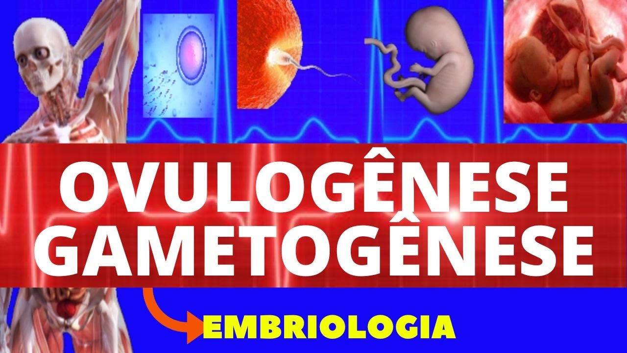 OVULOGÊNESE (GAMETOGÊNESE) - REPRODUÇÃO HUMANA - GAMETA FEMININO- EMBRIOLOGIA