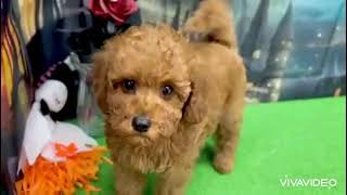 トイプードルの動画01